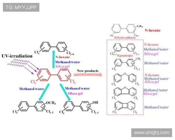 广州排球队实力分析与未来发展潜力的深入探讨